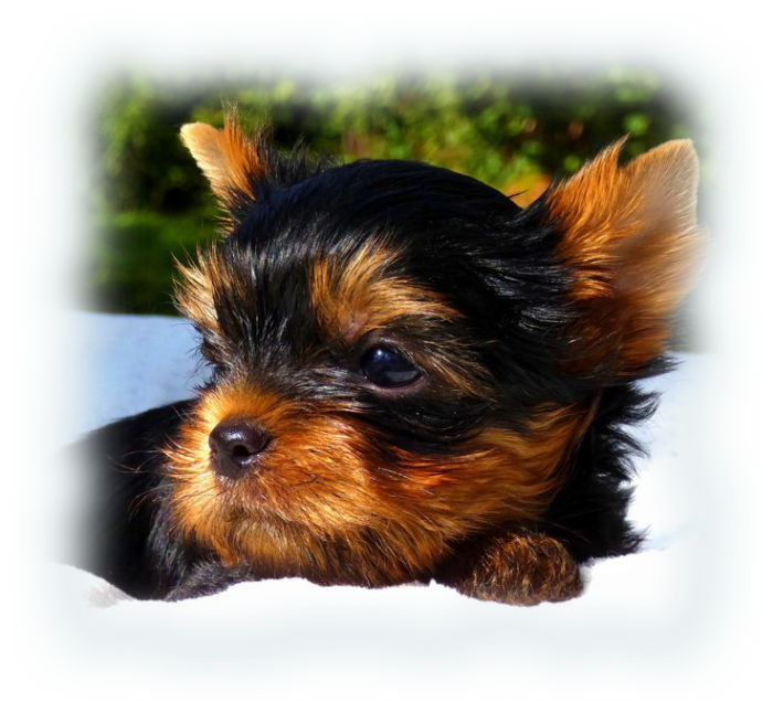 Hodowla Chihuahua i Yorkshire Terrier Miot FCI