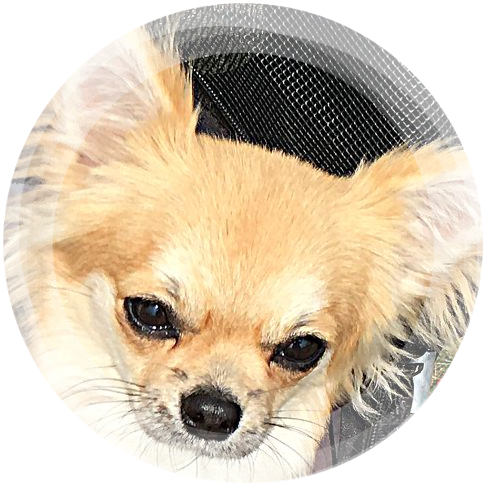 Chihuahua & Yorkshire Terrier Hodowla Stella Poli